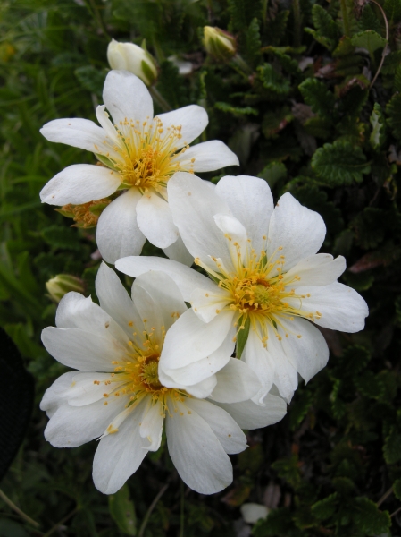Dryas octopetala / Camedrio alpino